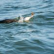 Plongeon imbrin ayant attrapé un crabe